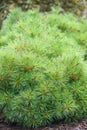 Weymouth pine Pinus strobus Ontario, small pine Royalty Free Stock Photo